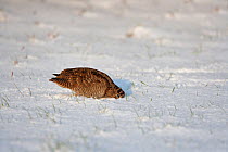Woodcock (Scolopax rusticola) feeding in snow, Norfolk, UK, January