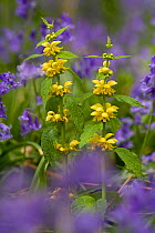 Yellow archangel (Lamium galeobdolon) flowers, UK, May