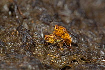 Common Yellow Dung Fly (Scathophaga stercoraria) pair mating on dung, UK, April
