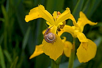 Yellow Flag Iris (Iris psueudacorus) and Banded Snail (Cepaea nemoralis) North Norfolk, UK, June