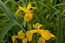 Banded Snail (Cepaea nemoralis) on Yellow flag iris (Iris psueudacorus) Norfolk, UK, June