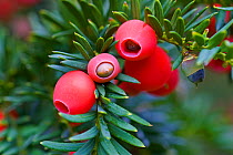 Berries of the Common yew tree (Taxus baccata) UK