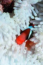 Black anemonefish (Amphiprion melanopus) in bleached anemone due to sea warming, Moluccas, Banda,   Indonesia.