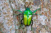 Flower chafer beetle (Taurhina stanleyissp. stanleyi) on rainforest tree. Budongo Forest Reserve, Masindi, Uganda, Africa.
