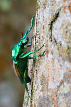 Flower chafer beetle (Taurhina stanleyissp. stanleyi) on rainforest tree. Budongo Forest Reserve, Masindi, Uganda, Africa.