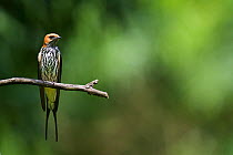 Lesser Striped Swallow (Hirundo / Cecropis abyssinica) perched, Budongo Forest Reserve, Masindi, Uganda, Africa.