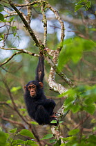Youg chimpanzee (Pan troglodytes schweinfurthii) "Night" (female, 3 years) resting in tree, holding on with arm, Budongo Forest Reserve, Masindi, Uganda, Africa. December