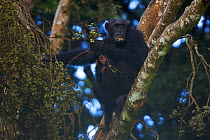 Chimpanzee (Pan troglodytes schweinfurthii) mother "Nambi" and juvenile "Night" (3 years) feeding in fig tree. Budongo Forest Reserve, Masindi, Uganda, Africa. December