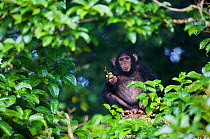 Young Chimpanzee (Pan troglodytes schweinfurthii) "Kumi", female, feeding on figs. Budongo Forest Reserve, Masindi, Uganda, Africa.