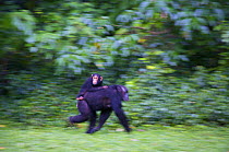 Chimpanzee (Pan troglodytes schweinfurthii) mother "Nambi" crossing forest clearing carrying juvenile "Night" (3 years) on her back. Budongo Forest Reserve, Masindi, Uganda, Africa. December