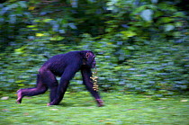 Subadult Chimpanzee (Pan troglodytes schweinfurthii) male "Musa" crossing rainforest clearing carrying figs in his mouth. Budongo Forest Reserve, Masindi, Uganda, Africa. December