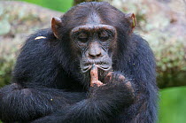 Subadult Chimpanzee (Pan troglodytes schweinfurthii) male "Musa" (15 years) sitting on fallen rainforest tree, close-up, portrait. Budongo Forest Reserve, Masindi, Uganda, Africa. December
