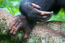 Subadult Chimpanzee (Pan troglodytes schweinfurthii) male "Musa" (15 years) close-up of right hand and right foot. Budongo Forest Reserve, Masindi, Uganda, Africa. December