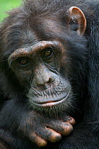 Subadult Chimpanzee (Pan troglodytes schweinfurthii) male "Musa" (15 years) sitting on fallen rainforest tree, close-up, portrait. Budongo Forest Reserve, Masindi, Uganda, Africa. December