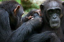 Subadult Chimpanzee (Pan troglodytes schweinfurthii) "Musa" (15 years) grooming his mother "Nambi". Budongo Forest Reserve, Masindi, Uganda, Africa. December