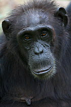 Female Chimpanzee (Pan troglodytes schweinfurthii) "Nambi", portrait. Budongo Forest Reserve, Masindi, Uganda, Africa. December