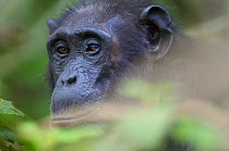Female Chimpanzee (Pan troglodytes schweinfurthii) "Nambi", portrait. Budongo Forest Reserve, Masindi, Uganda, Africa. december