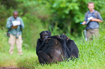 Field assistant Monday Gideon and PhD student Simon Townsend (University of St. Andrews) observing Chimpanzees (Pan troglodytes schweinfurthii) grooming on rainforest road. Budongo Forest Reserve, Mas...