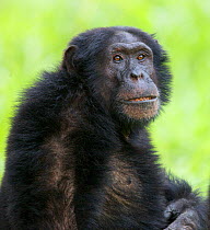Male Chimpanzee (Pan troglodytes schweinfurthii) "Zefa" with raised hair after threat display. Budongo Forest Reserve, Masindi, Uganda, Africa. December
