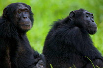 Male Chimpanzees (Pan troglodytes schweinfurthii) "Zefa" (on left) and "Tinka" (45+ years). Budongo Forest Reserve, Masindi, Uganda, Africa. December