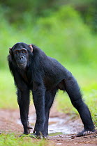 Subadult male Chimpanzee (Pan troglodytes schweinfurthii) "Hawa" (13 years). Budongo Forest Reserve, Masindi, Uganda, Africa. December