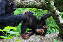 Alpha-female Chimpanzee (Pan troglodytes schweinfurthii) "Nambi" grooming her daughter "Night" (3 years) in tree. Budongo Forest Reserve, Masindi, Uganda, Africa. December