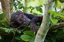 Subadult male Chimpanzee (Pan troglodytes schweinfurthii) "Bob" (16 years) in his sleeping nest. Budongo Forest Reserve, Masindi, Uganda, Africa. December