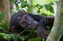Subadult male Chimpanzee (Pan troglodytes schweinfurthii) "Bob" (16 years) in his sleeping nest. Budongo Forest Reserve, Masindi, Uganda, Africa. december