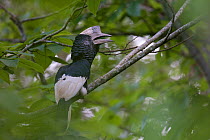 Male Black-and-White Casked Hornbill (Bycanistes subcylindricus) perched in tree. Budongo Forest Reserve, Masindi, Uganda, Africa. December