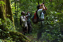 PhD student Zarin Machanda from Harvard University observing chimpanzees (Pan troglodytes schweinfurthii) together with field assistants. Budongo Forest Reserve, Masindi, Uganda, Africa. December 2006