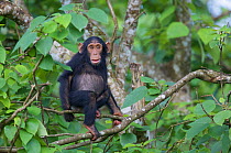Juvenile female Chimpanzee (Pan troglodytes schweinfurthii) "Night" (3 years) in Paper Mulberry (Broussonetia papyrifera) tree. Budongo Forest Reserve, Masindi, Uganda, Africa. December