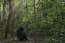 Male Chimpanzee (Pan troglodytes schweinfurthii) "Duane" sitting on rainforest floor in early morning light. Budongo Forest Reserve, Masindi, Uganda, Africa. December