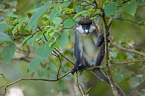 Male Redtail Monkey (Cercopithecus ascanius) in tree. Budongo Forest Reserve, Masindi, Uganda, Africa. December