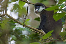 Male Redtail Monkey (Cercopithecus ascanius) in tree. Budongo Forest Reserve, Masindi, Uganda, Africa. December