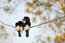 Pair of Black-and-White Casked Hornbill (Bycanistes subcylindricus) perched in a tree preening. Budongo Forest Reserve, Masindi, Uganda, Africa. December