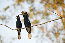 Pair of Black-and-White Casked Hornbill (Bycanistes subcylindricus) perched in a tree, calling. Budongo Forest Reserve, Masindi, Uganda, Africa. December