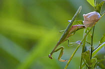 Praying mantis (Mantidae) female producing ootheca (eggs) in high grass. Budongo Forest Reserve, Masindi, Uganda, Africa. December