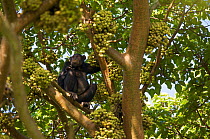 Female Chimpanzee (Pan troglodytes schweinfurthii) "Kewaya" (23 years), feeding on figs in giant fig tree (Ficus mucuso), Budongo Forest Reserve, Masindi, Uganda, Africa. December