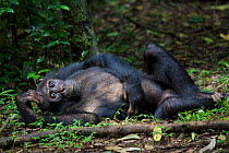 Subadult male Chimpanzee (Pan troglodytes schweinfurthii) "Musa" lying relaxed on rainforest floor, resting. Budongo Forest Reserve, Masindi, Uganda, Africa. December