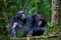 Female Chimpanzee (Pan troglodytes schweinfurthii) "Nambi" (44+ years) grooming her son "Musa" (15 years), daughter "Night" (3 years) sitting close-by. Budongo Forest Reserve, Masindi, Uganda, Africa....