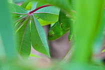 Flap-necked Chameleon (Chamaeleo dilepis), "Kinonge", "The Slow One", in local language. Budongo Forest Reserve, Masindi, Uganda, Africa. December