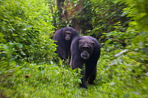 Male Chimpanzees (Pan troglodytes schweinfurthii) "Maani" (front) and "Kato" approaching in impressive posture, zoom-effect. Budongo Forest Reserve, Masindi, Uganda, Africa. December