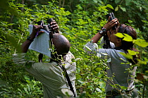 PhD student Zarin Machanda (Harvard University) and senior field assistant Geresomu Muhumuza recording behavioural data from chimpanzees (Pan troglodytes schweinfurthii). Budongo Forest Reserve, Masin...