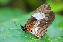 Female Garden butterfly (Acraea (Bematistes) ups alcinoe). Budongo Forest Reserve, Masindi, Uganda, Africa.