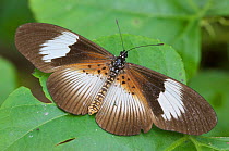 Female Garden butterfly (Acraea (Bematistes) ups alcinoe). Budongo Forest Reserve, Masindi, Uganda, Africa.