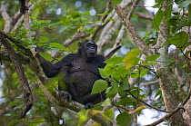 Female Chimpanzee (Pan troglodytes schweinfurthii) "Harriet". Budongo Forest Reserve, Masindi, Uganda, Africa. December 2006