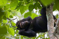 Juvenile female Chimpanzee (Pan troglodytes schweinfurthii) lying on its back in a tree fork, looking down, Budongo Forest Reserve, Masindi, Uganda, Africa. December