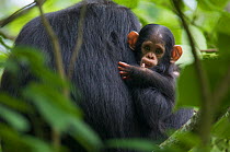 Baby male Chimpanzee (Pan troglodytes schweinfurthii) "Klauce" (4 months) in the arm of his mother "Kalema". Budongo Forest Reserve, Masindi, Uganda, Africa. December