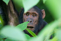 Subadult male Chimpanzee (Pan troglodytes schweinfurthii) "Kwezi" (11 years) feeding in Paper Mulberry (Broussonetia papyrifera) tree, close-up. Budongo Forest Reserve, Masindi, Uganda, Africa. Decemb...