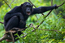 Female Chimpanzee (Pan troglodytes schweinfurthii) "Juliet" (16 years) with large genital swelling, calling. Budongo Forest Reserve, Masindi, Uganda, Africa. December